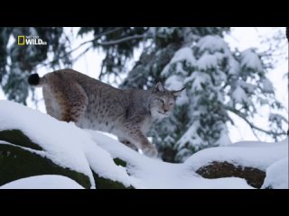 Дикая природа России - Холодное сердце Сибири | 3 серия из 4 | 2018 | HD 1080
