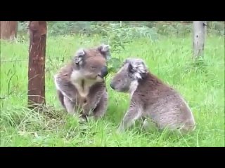 Коалы подрались