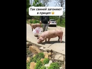 Везут на убой? (видео)