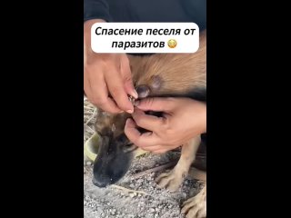 Фасоль наклеел ,и мучает животное - Таня Погребняк