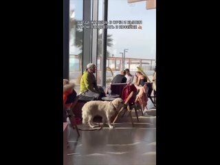 Самый модный пёсик замечен в Сочи 😎 (видео)