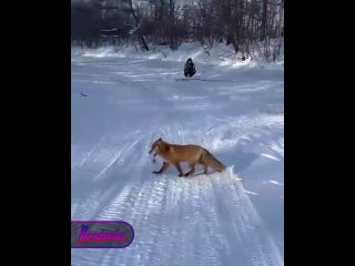 «Не надо эту!» — в Новосибирской области рыжая плутовка украла у рыбаков здоровенную щуку    В Искитимском районе рыжая... (видео)