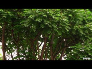 Вальс дождя! Самая красивая мелодия на свете! Эту музыку можно слушать вечно! ШИКАРНЫЙ СБОРНИК ПЕСЕН (video-converter.com)