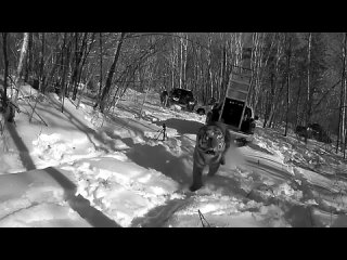 В Приморье сняли морду тигра, которого выпустили на волю    Отловленный в Филипповке полосатый недавно был выпущен в... (видео)