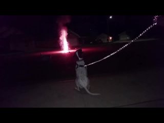 Собачки