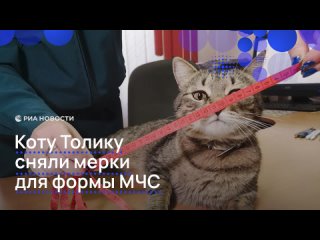 Талисману московских пожарных коту Толику сошьют форму МЧС. С хвостатого сняли мерки, чтобы костюм сидел на нем... (видео)