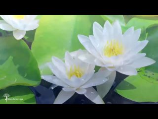 Мантра ЖИЗНЕННОЙ СИЛЫ✦ ИСЦЕЛЕНИЯ✦ ДУШЕВНОГО ПОКОЯ