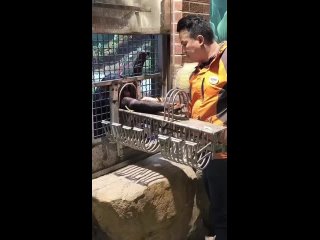 Вот так делают ПРИВИВКИ обезьянам в зоопарке 🐒💉 (видео)