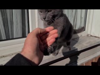 серенький котёночек