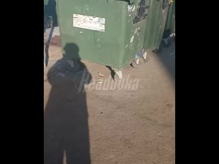 Житель Волжского со своим чадом выбросили на помойку пса с простреленной головой — собака в критическом состоянии в... (видео)
