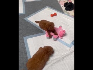 😊 Осторожно: у нас тут мощная порция умиления. Вы только посмотрите на этих пушистых, хвостатых и озорных!    В... (видео)