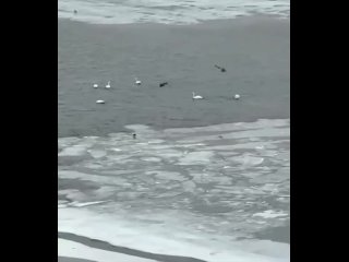 🦢 Белых грациозных лебедей заметили на намыве Васильевского острова (видео)