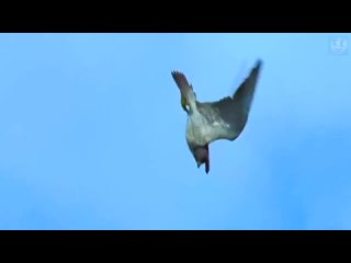 Сокол сапсан – самый быстрый представитель земной фауны