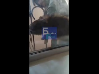 Неизвестное животное спасли в Батайске    Местные заметили бедняжку между оконной решеткой и стеклом. Сначала подумали,... (видео)