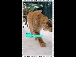 ❄ А вот, кто точно радуется снегу под конец зимы, так это рыси из Московского зоопарка.    Можно и прогуляться, и... (видео)