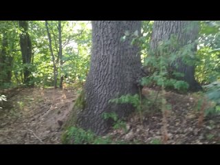 Самая древняя лесополоса!