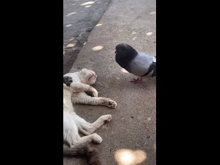 Просто сытый или дружбаны  !!! - Эдуард Ратке