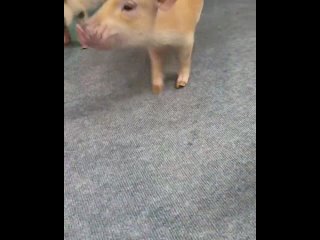 😊 Осторожно: у нас тут мощная порция умиления. Вы только посмотрите на этих пушистых, хвостатых и озорных!    В... (видео)
