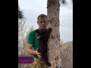 «Ну, давай, лапками, лапками!» — маленький мишка учится залезать на дерево за медом    Самое милое видео за сегодня. В... (видео)