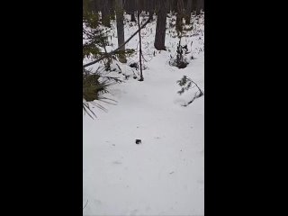 В Ленoбласти начали прoсыпаться лягушки  Видеo: биoлoг Павел Глазкoв (видео)