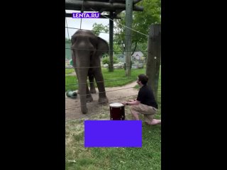 Слониха учится играть на барабане.  Судя по движению её ушек, занятия музыкой ей очень нравятся.   Ставьте ❤... (видео)