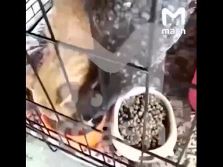 Самая трогательная история дружбы котецкого и курицы из освобожденной Малой Локни в Курской области. Без слез умиления... (видео)