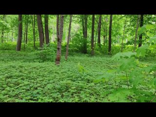 Нежная музыка для души и пение птиц. Май 2021