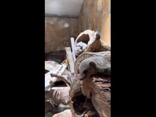 В Ленинградском зоопарке у мангустов настоящая идиллия   Специалисты утверждают, что такие «объятия» являются... (видео)