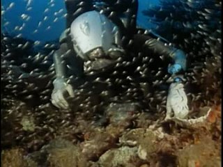 Подводная одиссея команды Жака Кусто  Борнео - Призрак морской черепахи