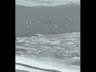 🦢 Изящных лебедей заметили в районе намывной территории Васильевского острова. (видео)