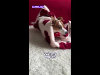 Дарим идею для подката.  Не благодарите! ... (видео)