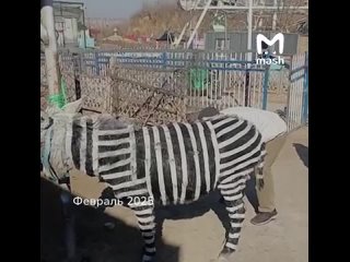 Китайский зоопарк в городе Цзыбо перекрасил ослов в зебр — чтобы привлечь посетителей. Креатив не зашел людям, и те... (видео)