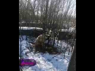 В Приморье тигра ловят на живых собак в клетках, расставленных по городу — из-за их освобождения местным пришлось... (видео)