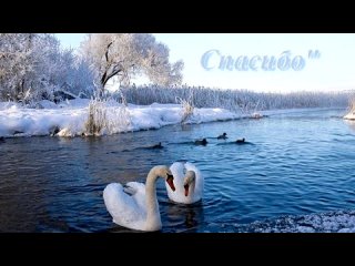 «лебеди» под музыку В.ЗАХАРОВ - Лебеди. Picrolla