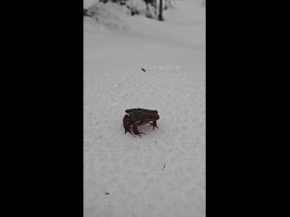 Под Петербургом начали просыпаться лягушки, что свидетельствует о приходе весны.   По словам биолога Павла Глазкова,... (видео)