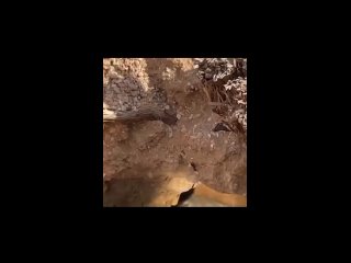 В мексиканской пещере во время исследования на камеру ученых случайно попало огромное, неопознанное существо с... (видео)