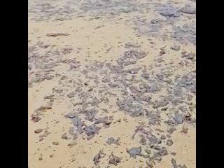 АНАПУ СНОВА НАКРЫЛО МАЗУТОМ 😨  Шторм выбросил нефтепродукты на пляжи курортных баз и санаториев. Пострадали, как... (видео)