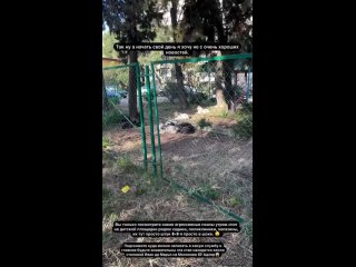 Стая агрессивных собак на детской площадке тревожит жителей Адлера   В непосредственной близости от детского сада,... (видео)