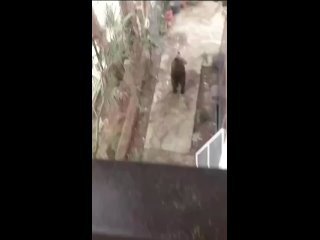 В Сочи медведь пришел на участок к людям    На улице Рижская, 17 зафиксирован случай появления медведя. Жители сообщили... (видео)