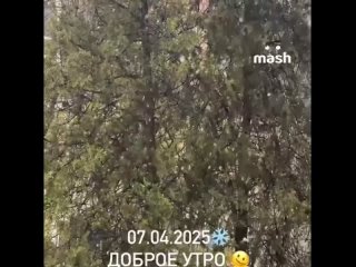 Крым синхронизировался со своей столицей — вчера снегопад был в Москве, а сегодня в Симферополе. Жители полуострова... (видео)