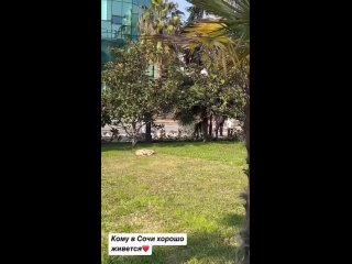 😍 В Сочи живут самые счастливые пёсики.  🎥 ekaterinapantus (видео)