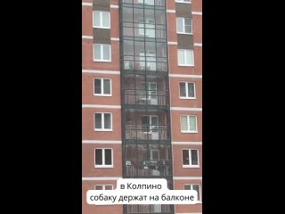 Жители Колпино хотят спасти собаку, которую хозяин держит на балконе многоэтажки на Балканской дороге, 14, корпус 2. По... (видео)