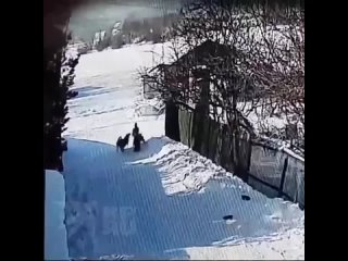 Мать требует компенсации за нападение бездомных собак на сына    Халатность служб по отлову животных привела к трагедии... (видео)