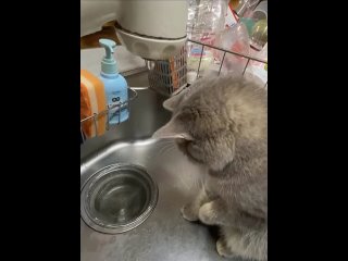Доброе утро! (видео)