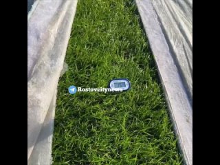 Вот так переживает зиму газон на «Ростов Арене»! 🌱    Специально для вас мы подготовили уникальный видеоматериал с... (видео)