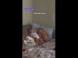 Эти двое берут от жизни всё и наслаждаются моментом, лёжа на диване.     Ставьте ❤ и следуйте примеру этих малышей  ... (видео)