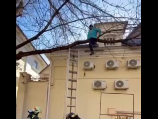 Курьер застрял на дереве в центре Москвы на Хохловском переулке после неудачной попытки доставить заказ.  После того... (видео)