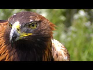 БЕРКУТ — крылатый убийца, нападающий на людей и волков! Беркут против оленя и лисы!