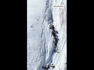 🐻 Семейство косолапых в поисках достойного завтрака  В Красной Поляне уже проснулось много медведей. Эти ходят в... (видео)