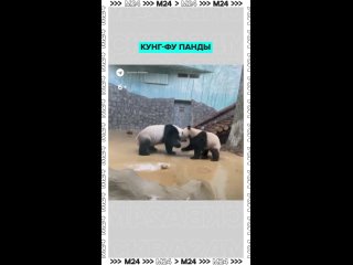 🐼 Бодрое утро у панд — Катюша с мамой Диндин показали друг другу, чьё кунг-фу круче.    Эпичный спарринг закончился... (видео)